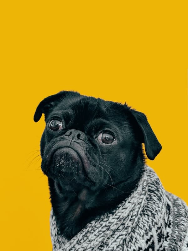 Chien