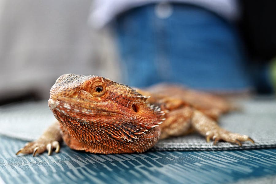 Reptile