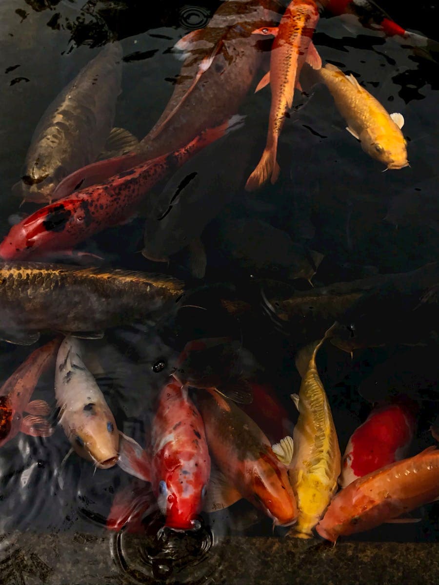 Bassin