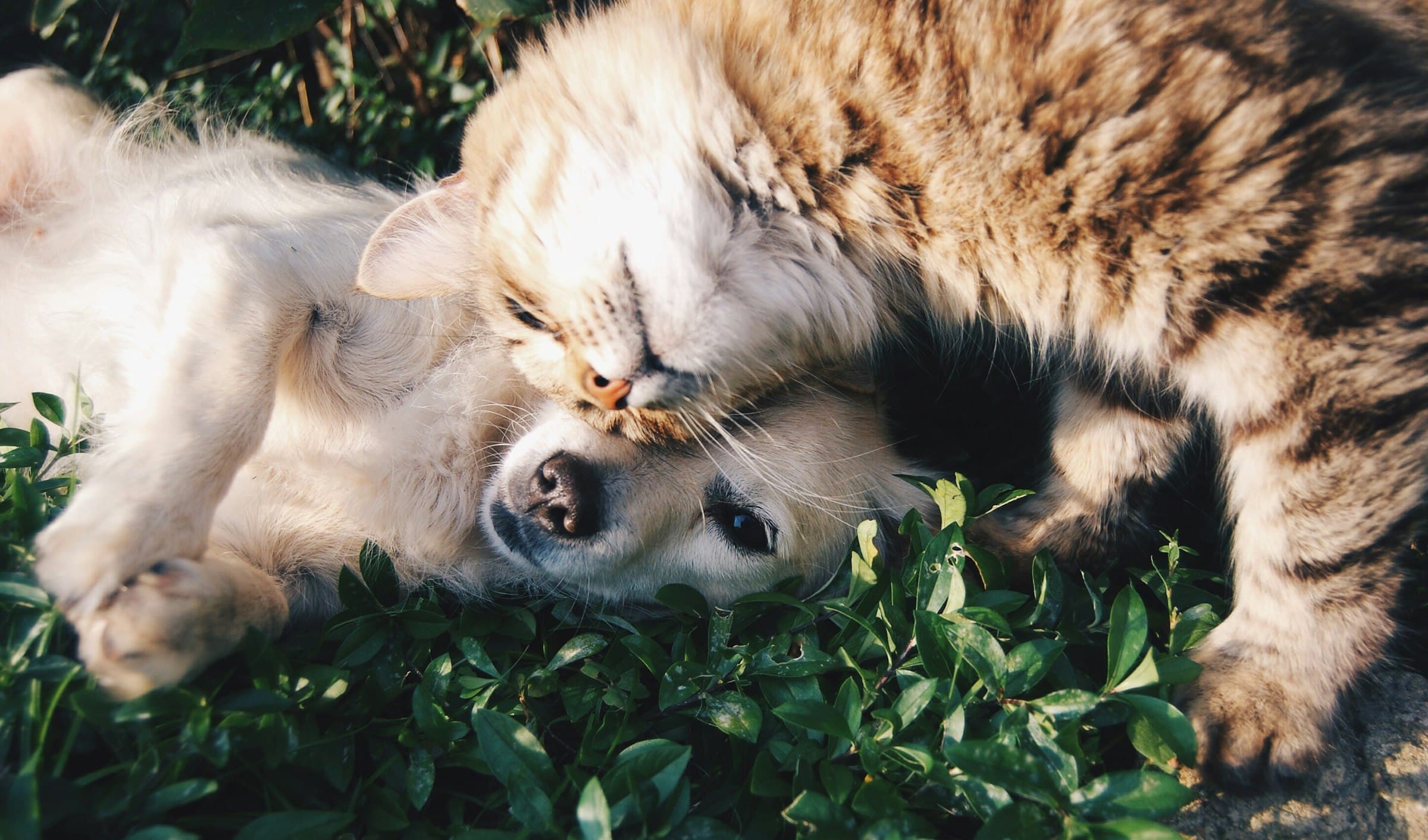 Hond en kat samen