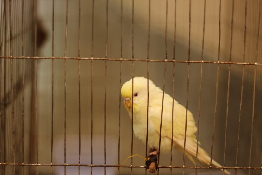 Oiseau