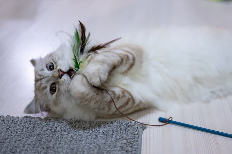 Cadeau et jouet