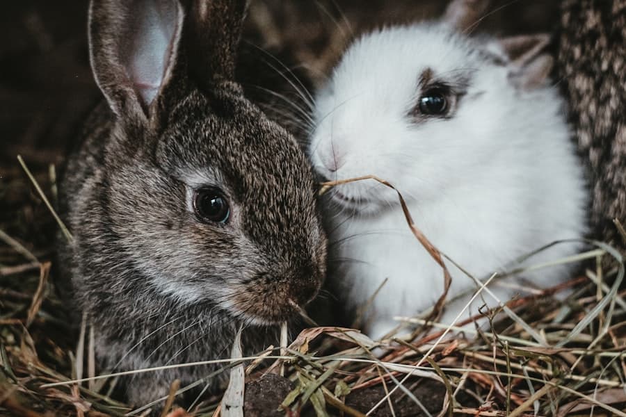 Rongeurs et lapin